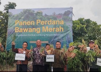 Sleman Bangkitkan Semangat Lumbung Pangan Mataram Lewat Panen Bawang Merah