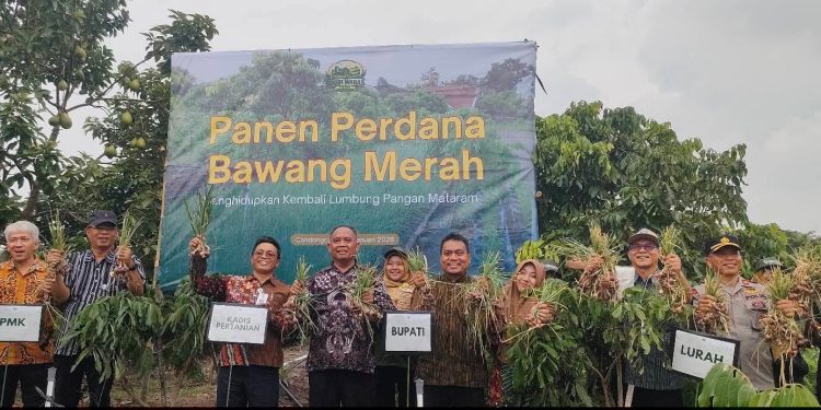 Sleman Bangkitkan Semangat Lumbung Pangan Mataram Lewat Panen Bawang Merah