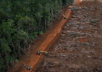 Pemerintah Cabut Izin 28 Perusahaan, Pakar UGM Dorong Penertiban Konsesi