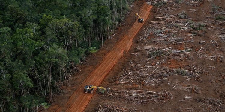 Pemerintah Cabut Izin 28 Perusahaan, Pakar UGM Dorong Penertiban Konsesi