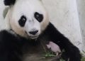 Kelahiran Bayi Panda di Taman Safari Indonesia Tingkatkan Reputasi Konservasi Satwa