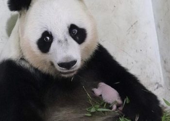 Kelahiran Bayi Panda di Taman Safari Indonesia Tingkatkan Reputasi Konservasi Satwa