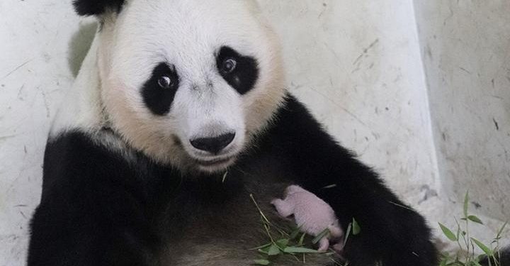 Kelahiran Bayi Panda di Taman Safari Indonesia Tingkatkan Reputasi Konservasi Satwa