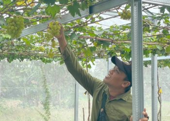 Desa Bandungrejo di Bojonegoro Kembangkan Agrowisata Anggur