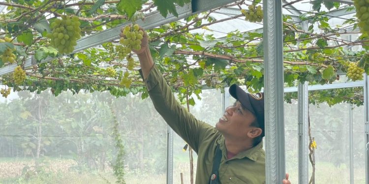 Desa Bandungrejo di Bojonegoro Kembangkan Agrowisata Anggur