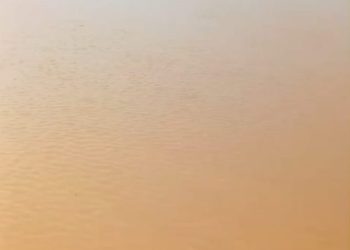 Banjir dan Hama Burung Hancurkan Sawah di Batang