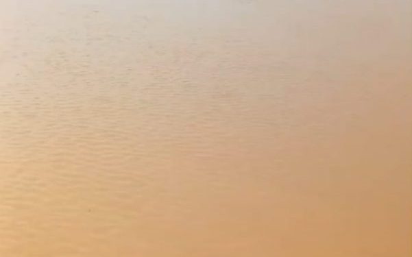 Banjir dan Hama Burung Hancurkan Sawah di Batang