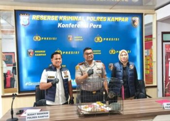 Polisi di Riau Berhasil Gagalkan Penjualan Ilegal Owa Ungko