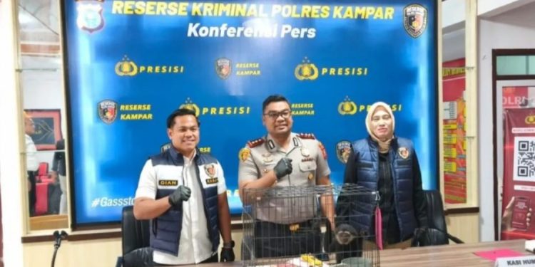Polisi di Riau Berhasil Gagalkan Penjualan Ilegal Owa Ungko
