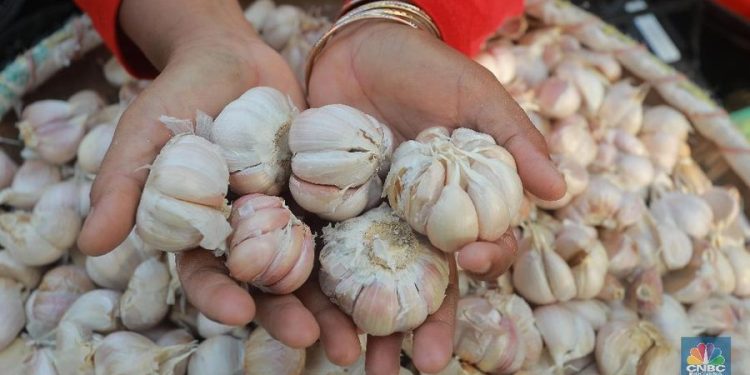 Pemerintah Didorong Perhatikan Kesejahteraan Petani dalam Target Swasembada Bawang Putih