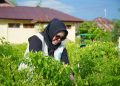 Panen Perdana Cabe di Kota Tidore Hasil Gerakan Tanam Serentak
