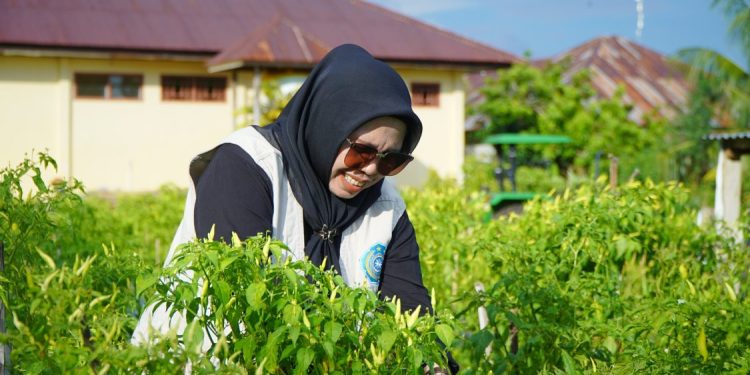 Panen Perdana Cabe di Kota Tidore Hasil Gerakan Tanam Serentak
