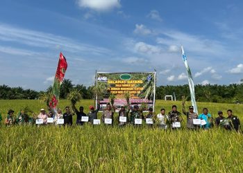 Panen Raya Padi Supadi 56 di Sungai Sembilan Dukung Swasembada Pangan Dumai