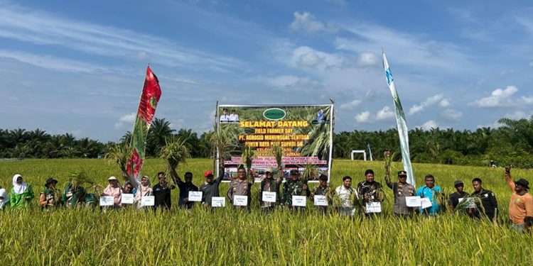Panen Raya Padi Supadi 56 di Sungai Sembilan Dukung Swasembada Pangan Dumai
