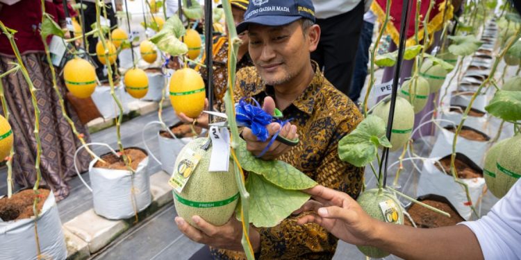 UGM dan Pemkab Kulon Progo Bersinergi Kembangkan Pertanian Cerdas Melalui FASTAN