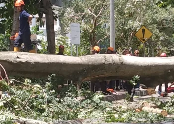 Pohon Randu Tumbang di Karangmalang Sleman, Dua Warga Balikpapan Meninggal Dunia