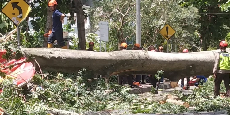 Pohon Randu Tumbang di Karangmalang Sleman, Dua Warga Balikpapan Meninggal Dunia