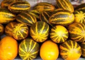 Manfaat Timun Suri Bagi Kesehatan