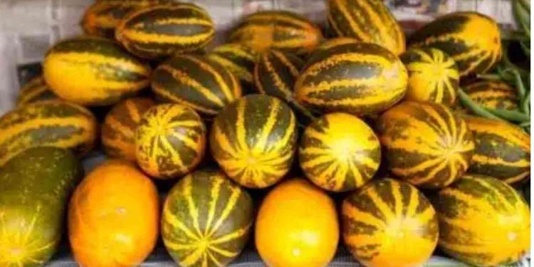 Manfaat Timun Suri Bagi Kesehatan