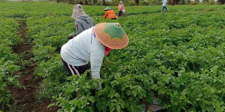 Hilirisasi Kentang Didorong untuk Tingkatkan Kesejahteraan Petani Kerinci