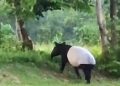 Tapir Langka Muncul di Taman Nasional Tesso Nilo, Direkam Pengunjung