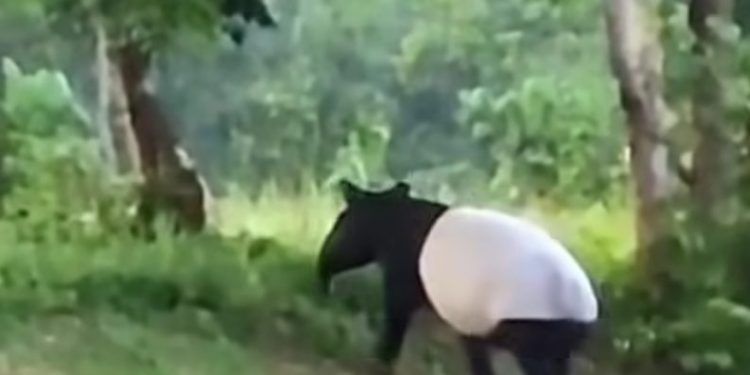 Tapir Langka Muncul di Taman Nasional Tesso Nilo, Direkam Pengunjung