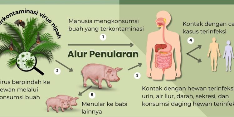 Kemenkes Terbitkan Surat Edaran untuk Antisipasi Virus Nipah