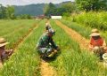 TNI Dampingi Petani Sumenep Tingkatkan Produksi Bawang Merah