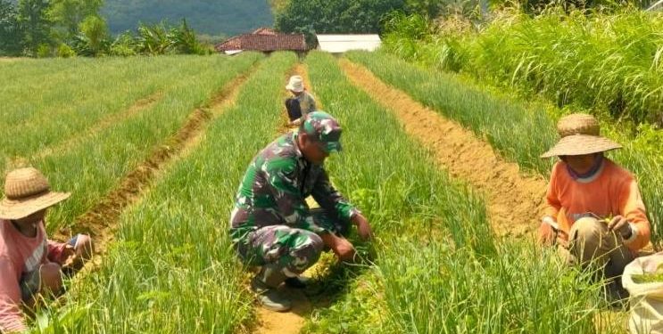 TNI Dampingi Petani Sumenep Tingkatkan Produksi Bawang Merah