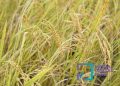 Produksi Padi di Riau Meningkat 4,51 Persen, BPS Sebut Ketahanan Pangan Menguat