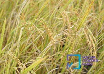 Produksi Padi di Riau Meningkat 4,51 Persen, BPS Sebut Ketahanan Pangan Menguat