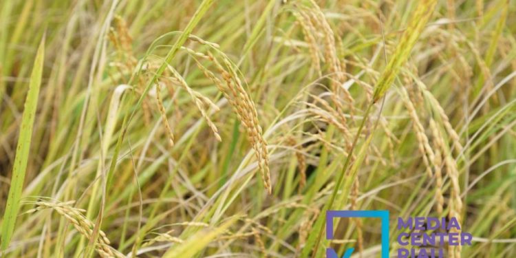 Produksi Padi di Riau Meningkat 4,51 Persen, BPS Sebut Ketahanan Pangan Menguat