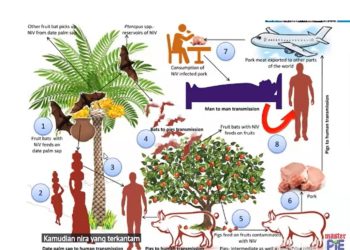 WHO: Risiko Penyebaran Virus Nipah di India Masih Rendah
