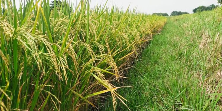 Dosen UGM Tekankan Pentingnya Pengelolaan Terpadu Sumber Daya untuk Pertanian