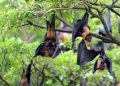 Dosen UGM Imbau Masyarakat Tingkatkan Kebersihan Cegah Virus Nipah
