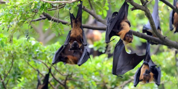 Dosen UGM Imbau Masyarakat Tingkatkan Kebersihan Cegah Virus Nipah