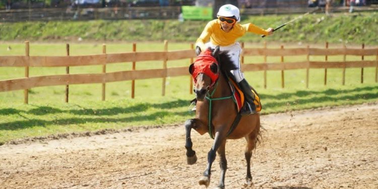 Pemkab Tanah Datar Gelar Kembali Pacu Kuda untuk Dorong Budaya dan Ekonomi