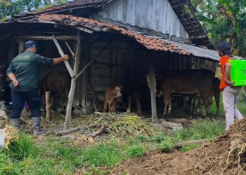 Disnakkan Bojonegoro Ambil Langkah Cepat Atasi PMK di Kedewan