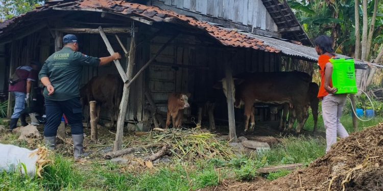 Disnakkan Bojonegoro Ambil Langkah Cepat Atasi PMK di Kedewan
