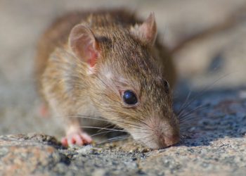 Peningkatan Kasus Leptospirosis di Awal Tahun 2026