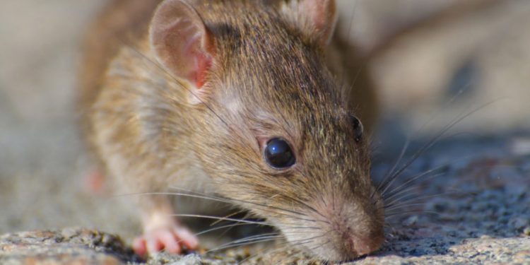 Peningkatan Kasus Leptospirosis di Awal Tahun 2026