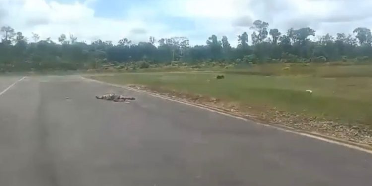 Seluruh Penumpang Pesawat Smart Air Selamat dari Insiden Penembakan di Papua