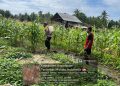 Bhabinkamtibmas Olilit Raya 1 Berpartisipasi Bersihkan Lahan Jagung Bersama Petani