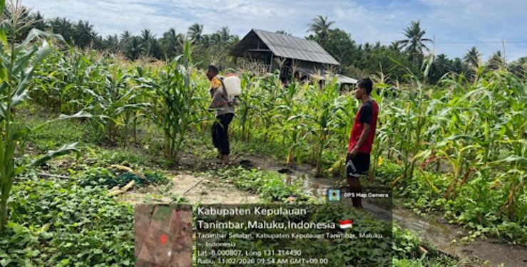 Bhabinkamtibmas Olilit Raya 1 Berpartisipasi Bersihkan Lahan Jagung Bersama Petani