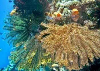 BRIN Identifikasi 51 Spesies Baru, KOBI Kumpulkan 16.312 Data Biodiversitas