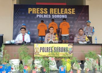 Polres Sorong Amankan Tiga Tersangka Kasus Ganja di Papua Barat Daya