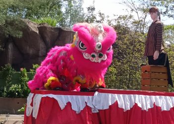 Safari Beach Jateng Meriahkan Imlek dengan Barongsai dan Singa Putih