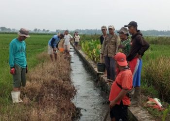 Kelompok Tani Nglahar Lakukan Gropyokan Tikus untuk Cegah Gagal Panen