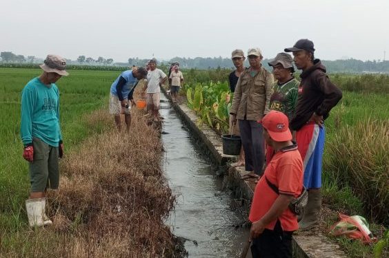 Kelompok Tani Nglahar Lakukan Gropyokan Tikus untuk Cegah Gagal Panen