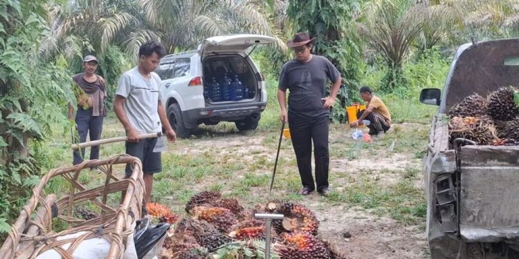 Pemprov Riau Canangkan 11.600 Hektare Program PSR pada 2026